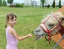 denso cirkus 2015