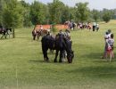 2018 dobrodruzstvi densosaura