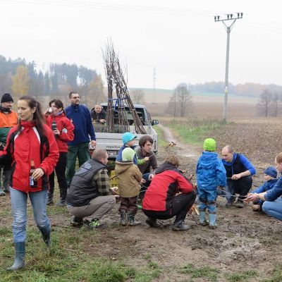 sazeni stromu 2015